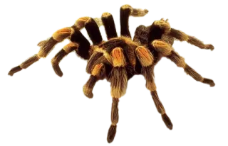 🕷 spin, spinachtige, vogelspin, insect, dier, natuur telegram sticker