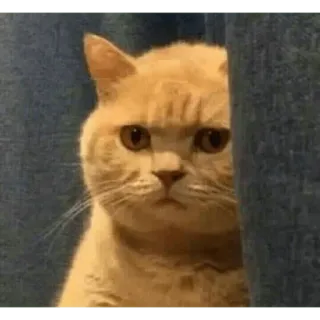 😀 kat, dier, meme, grappig, schattig, huisdier telegram sticker