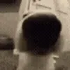 🐶