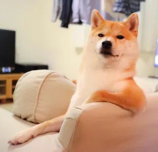 🐗 dog, shiba inu, pet, animal, couch, relaxation, funny telegram sticker