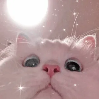 🐱 Katze, süß, Haustier, Tier, flauschig, weiß, Kätzchen telegram sticker