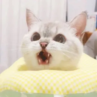 🌚 猫, 可愛い, 動物, ペット, あくび telegram sticker