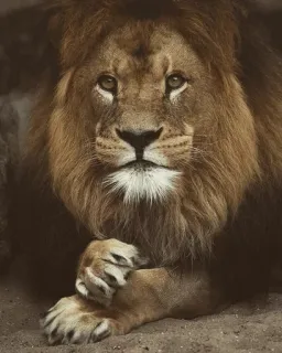 😐 лев, животное, дикая природа, кошка, млекопитающее telegram sticker