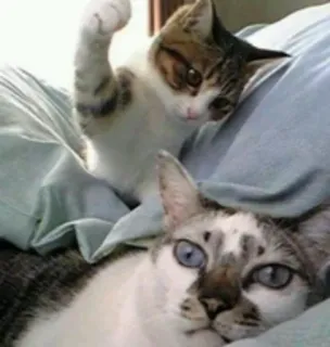 👊 Katze, Kätzchen, Tiere, süß, lustig telegram sticker