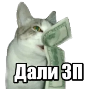 💸 Дали ЗП cat, money, meme, salary, russian telegram sticker