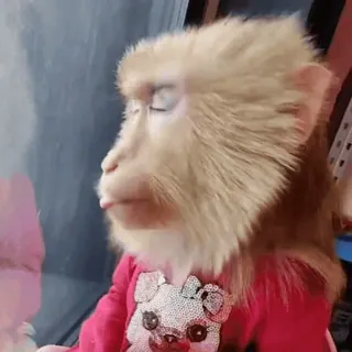 🤔 monkey, animal, ape, cute, primate, wildlife whatsapp sticker