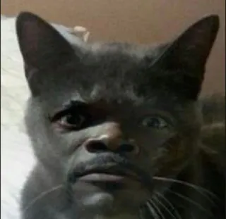 🤳 猫, 人脸, 搞笑, 表情包, 动物, 宠物, 混血 telegram sticker