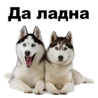 😃 Да ладна 개, 허스키, 동물, 귀여운 telegram sticker