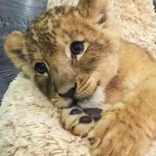 🦁 cachorro de león, animal, lindo, fauna, león, cachorro, cría animal telegram sticker