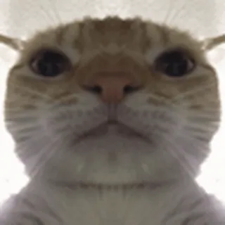 🐱