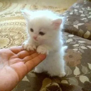 🐥 子猫, 猫, 白い猫, かわいい, 手, ペット, 動物 whatsapp sticker