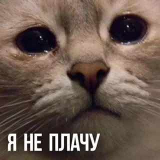 😭 Я НЕ ПЛАЧУ แมว, ร้องไห้, มีม, สัตว์เลี้ยง, เศร้า, สัตว์ telegram sticker