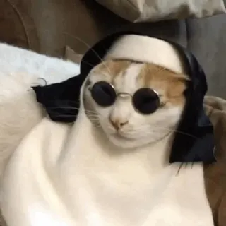 ⚡️ gato, gafas de sol, mascota, animal, divertido, meme telegram sticker