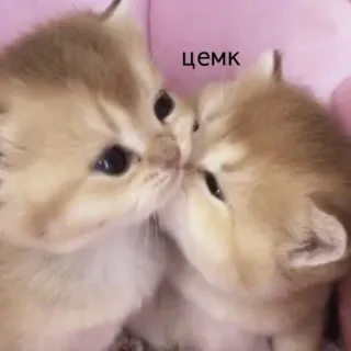 💋 цемк кошки, котята, поцелуй, милые, животные, любовь telegram sticker