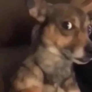 🐶 Hund, Tier, süß, Haustier, lustig, wachsam whatsapp sticker