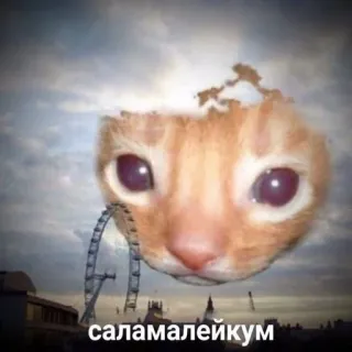 👋 саламалейкум gato, cielo, nubes, gracioso, meme telegram sticker
