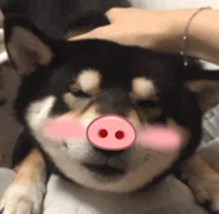 ☺️ perro, shiba inu, nariz de cerdo, pegatina, animal, lindo telegram sticker