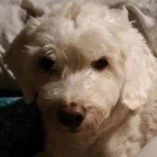 😡 cão, animal de estimação, cachorro branco, filhote, fofo, animal, animal doméstico telegram sticker