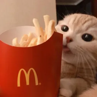 😺 gato, batatas fritas, McDonald's, animal, comida whatsapp sticker