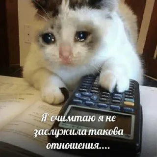 😢 Я считаю я не заслужила такова отношения.... แมว, เศร้า, เครื่องคิดเลข, มีม, อารมณ์ telegram sticker