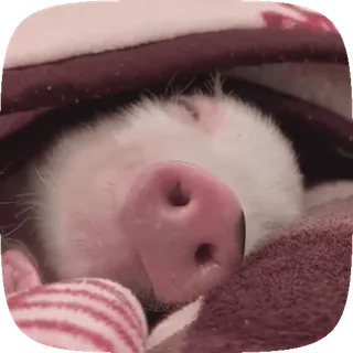 😴 새끼 돼지, 자는, 동물, 귀여운, 분홍 코, 담요 telegram sticker