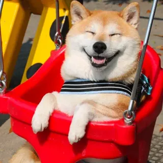 😄 chien, shiba inu, balançoire, joyeux, animal de compagnie, animal, mignon telegram sticker