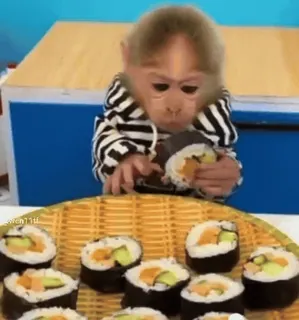 🍱 monkey, sushi, food, animal, cute, lunch, dinner, cuisine whatsapp sticker