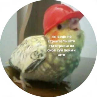 🤛 ты ведь не строитель што ты строиш из себя хуй пойми што vogel, bouw, helm, russisch, meme, valkparkiet telegram sticker