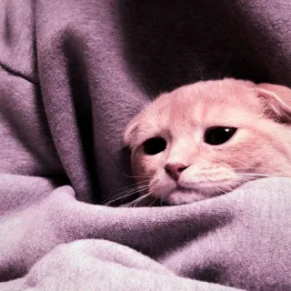 🍑 gato, gatinho, fofo, animal de estimação, animal, fold, scottish fold telegram sticker
