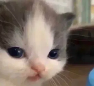 🐱 Kätzchen, Katze, Tier, süß, Haustier, Haustier whatsapp sticker