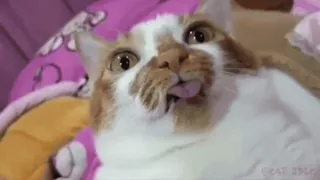 😛 chat, animal, animal de compagnie, drôle, langue, mignon telegram sticker