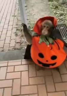 🙄 khỉ, halloween, bí ngô, động vật, trang phục, mùa thu, mùa thu, dễ thương telegram sticker