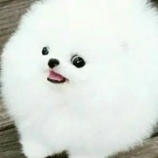 😟 dog, puppy, cute, white, pomeranian, animal, pet telegram sticker