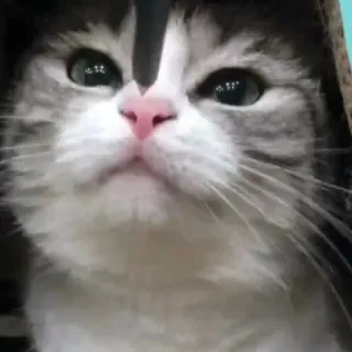 ✏️ cat, animal, pet, cute, kitten whatsapp sticker