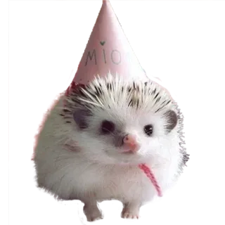 🥳 MIO hedgehog, party, animal, cute, hat, pet telegram sticker