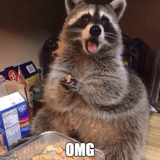My Evil Raccoon 😎🐾 whatsapp stickers