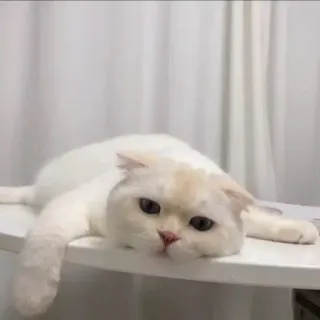 😪 猫, 白猫, 懒, 家畜, 宠物, 动物 telegram sticker