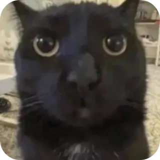 🐱 gatto, gatto nero, animale domestico, animale, divertente, meme telegram sticker