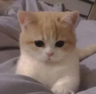 😦 猫, 子猫, 可愛い, 動物, ペット, 飼い猫 telegram sticker