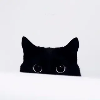 🐈 chat, chat noir, chaton, animal de compagnie, animal, yeux, mignon, qui regarde whatsapp sticker