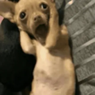 🤩