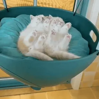 😽 кошки, котенок, кот, спящий, милый whatsapp sticker