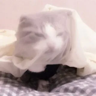 🐈 кот, животное, домашний кот, домашний питомец, одеяло, милый, смешной telegram sticker