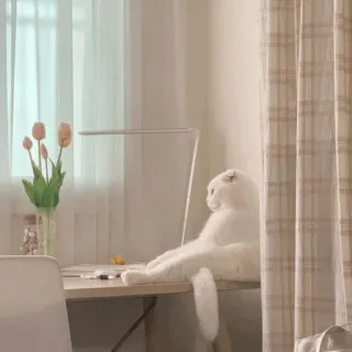 💓 кот, письменный стол, тюльпаны, милый, окно, очаровательный, питомец whatsapp sticker
