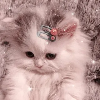 🐱 고양이, 새끼 고양이, 동물, 애완 동물, 귀여운, 보송보송한 telegram sticker