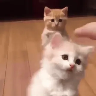 😼 mèo con, mèo, dễ thương, động vật, thú cưng telegram sticker