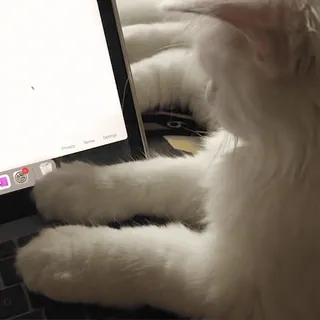 😖 cat, computer, typing, laptop, white cat, animal, pet telegram sticker