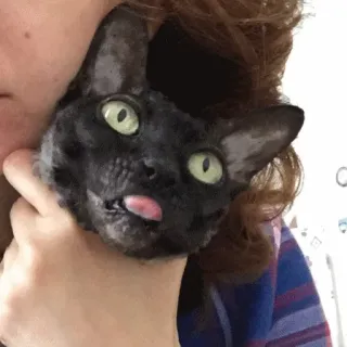 😱 kucing, hewan peliharaan, hewan, lucu, lidah, kucing hitam telegram sticker