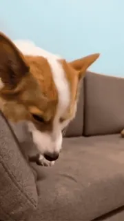 🌟 corgi, cachorro, animal, animal de estimação, fofo, interior telegram sticker