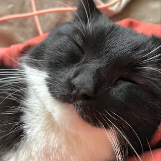 😌 cat, animal, sleeping, pet, tuxedo cat whatsapp sticker